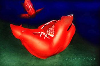 red sea - nudibranch - span.dancer - Nik.RS - subtronic s... by Manfred Bail 